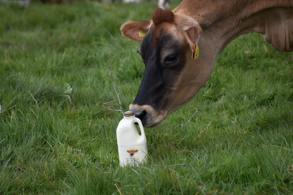 Raw Jersey Milk 20 litres